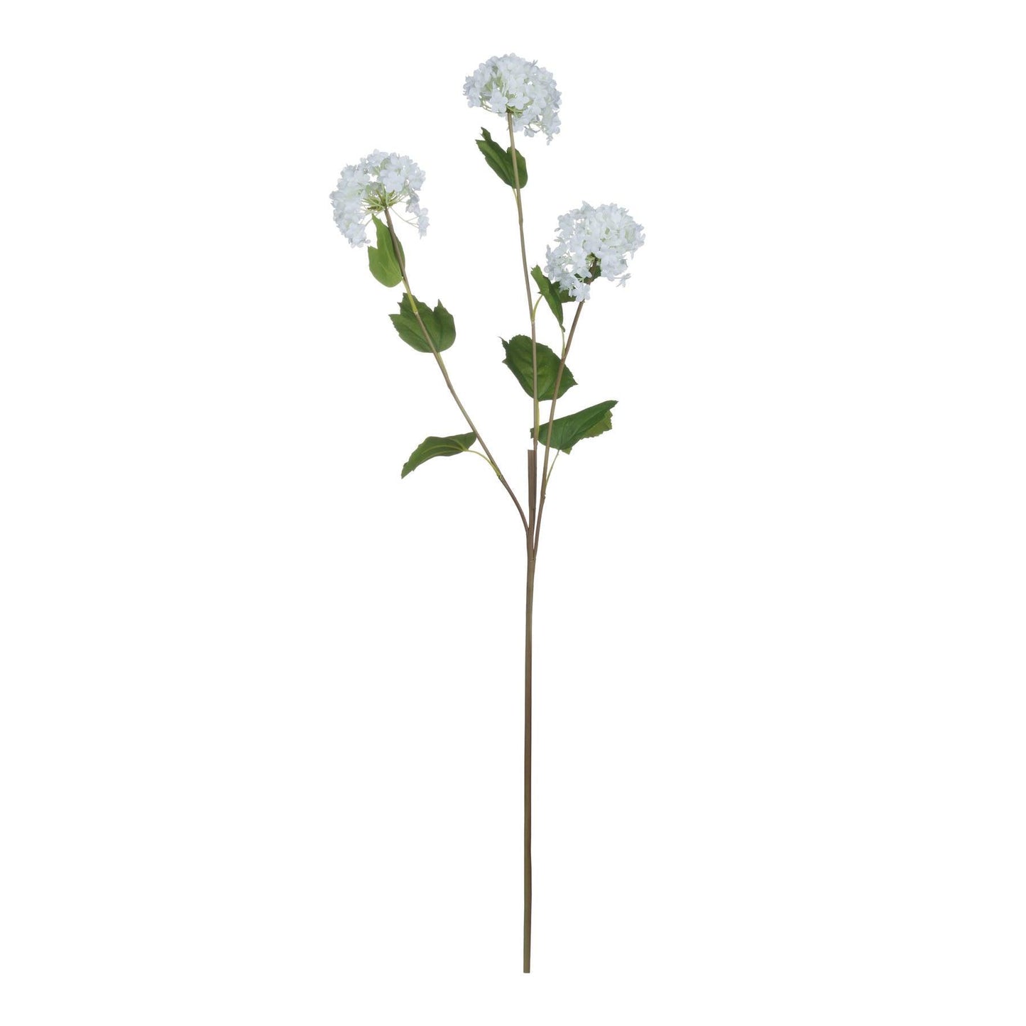 Viburnum Opulus - Eudemonia Home Goods