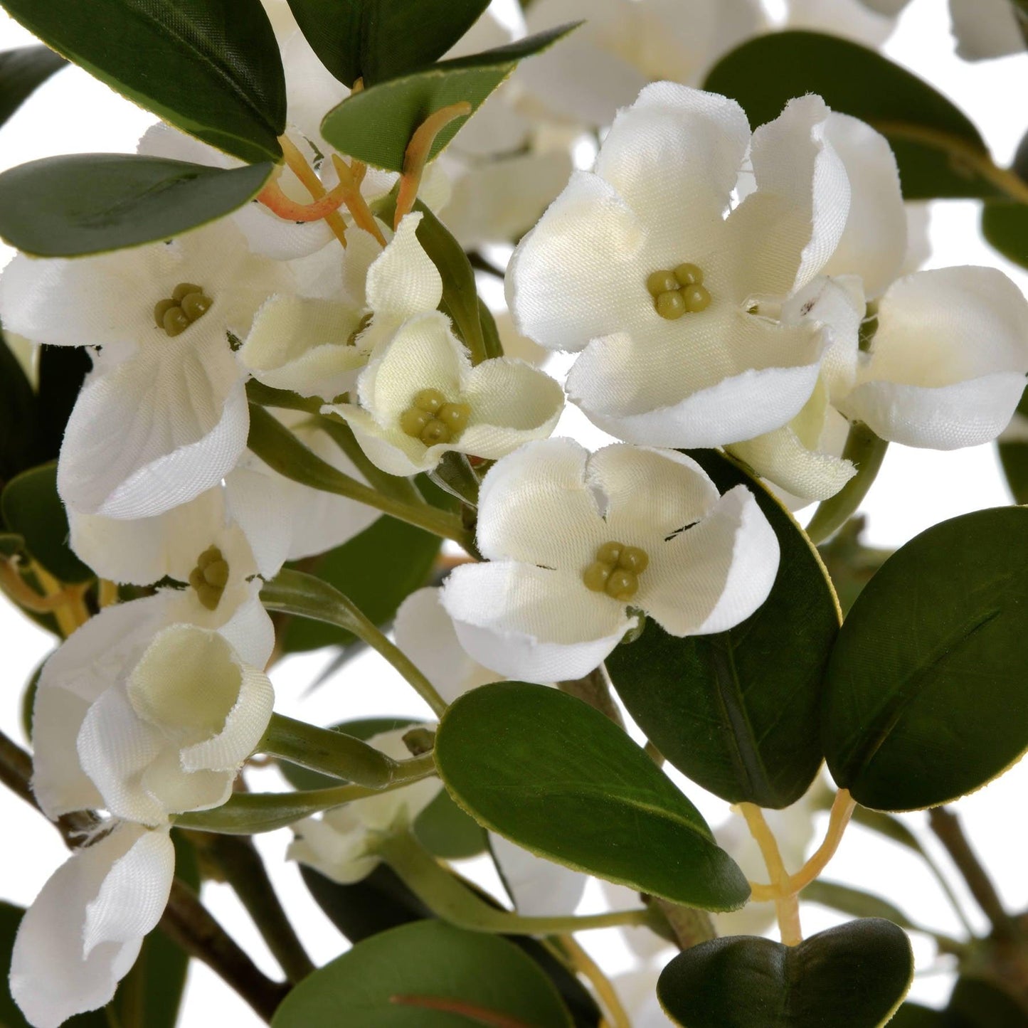 White Spring Mock Orange Flower - Eudemonia Home Goods