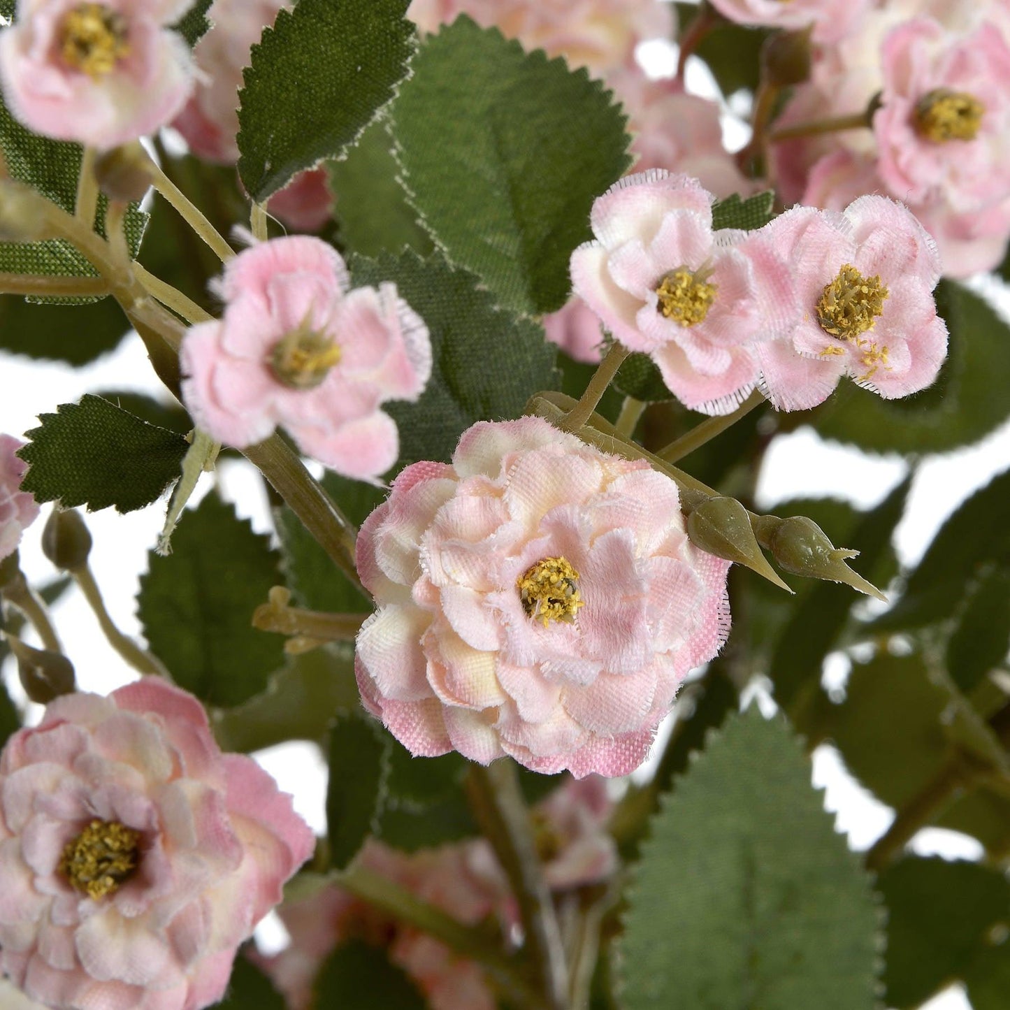 Pink Wild Meadow Rose - Eudemonia Home Goods