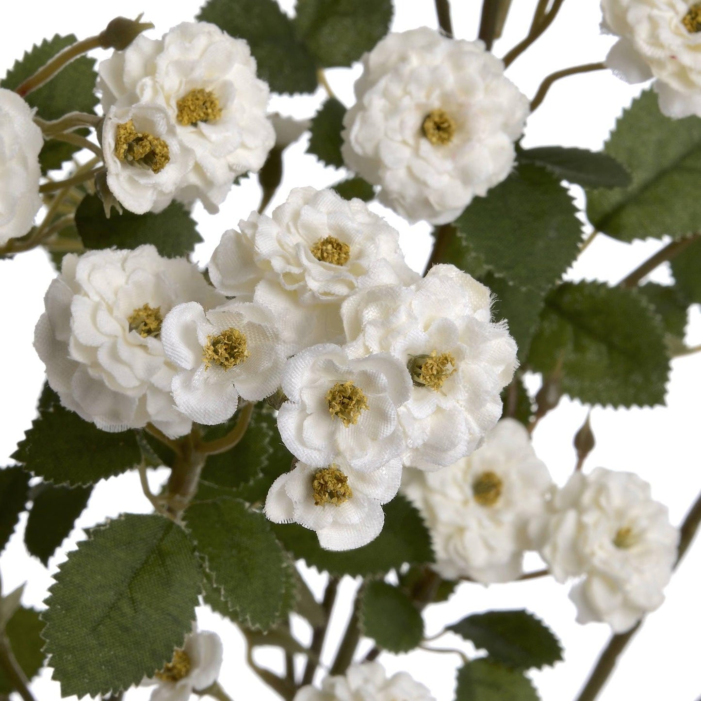 White Wild Meadow Rose - Eudemonia Home Goods