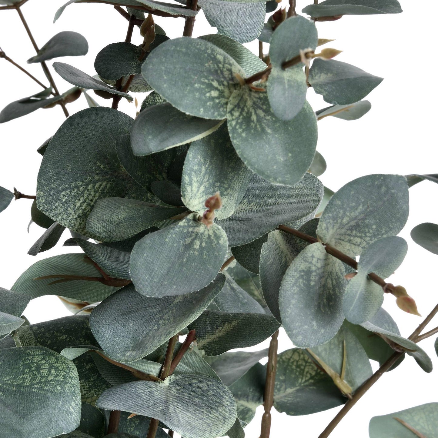 Variegated Eucalyptus - Eudemonia Home Goods