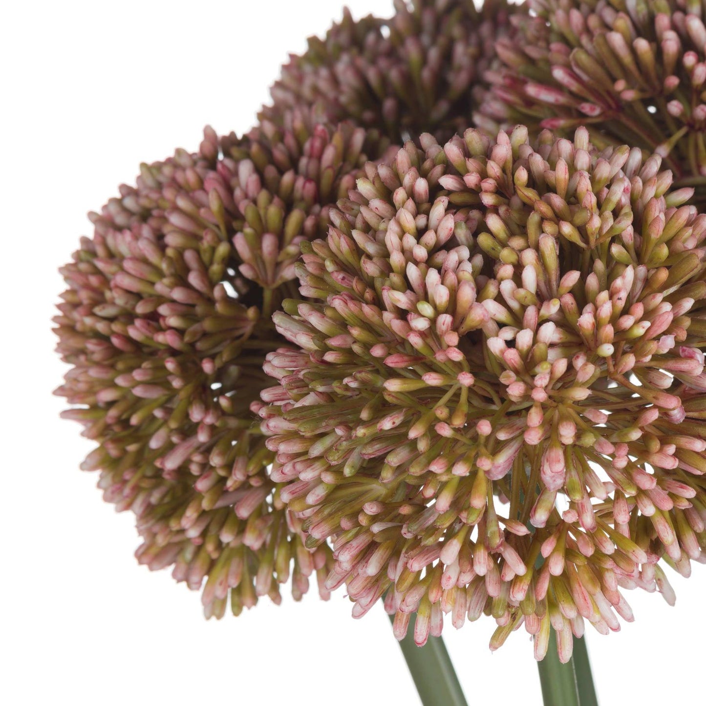 Pink Allium - Eudemonia Home Goods