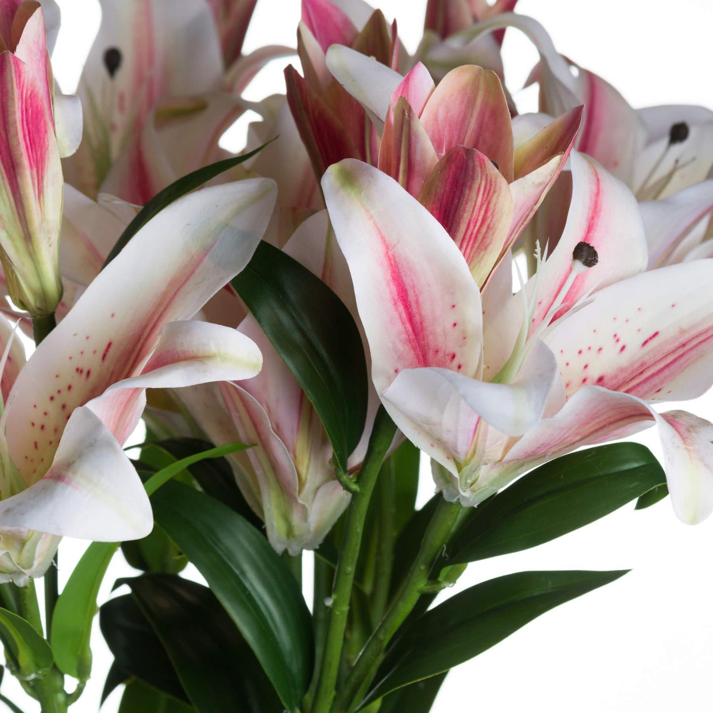 Stargazer Lily - Eudemonia Home Goods