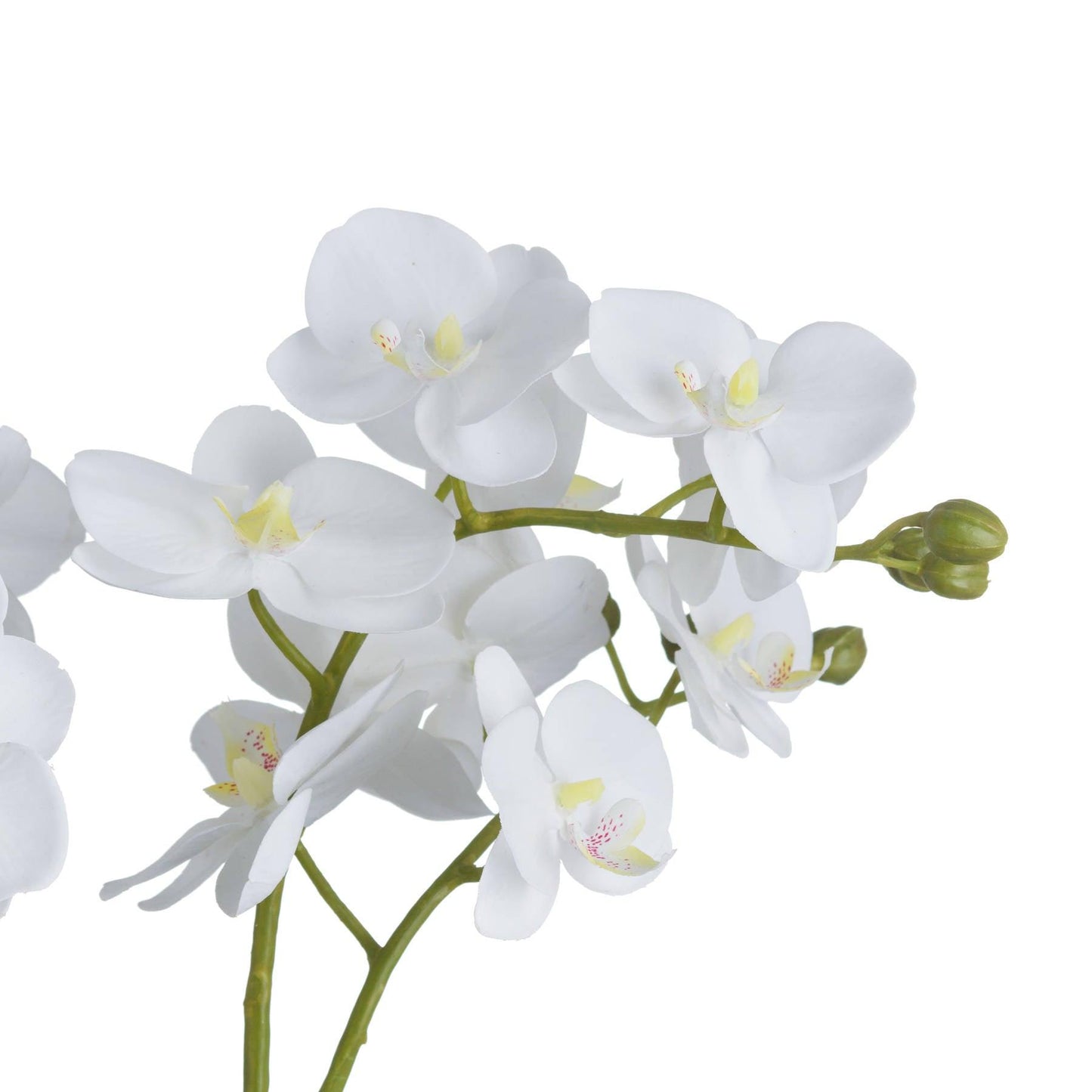 White Orchid In Glass Pot - Eudemonia Home Goods