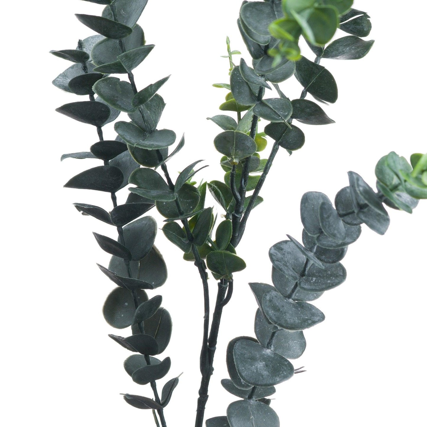 Silver Dollar Eucalyptus - Eudemonia Home Goods
