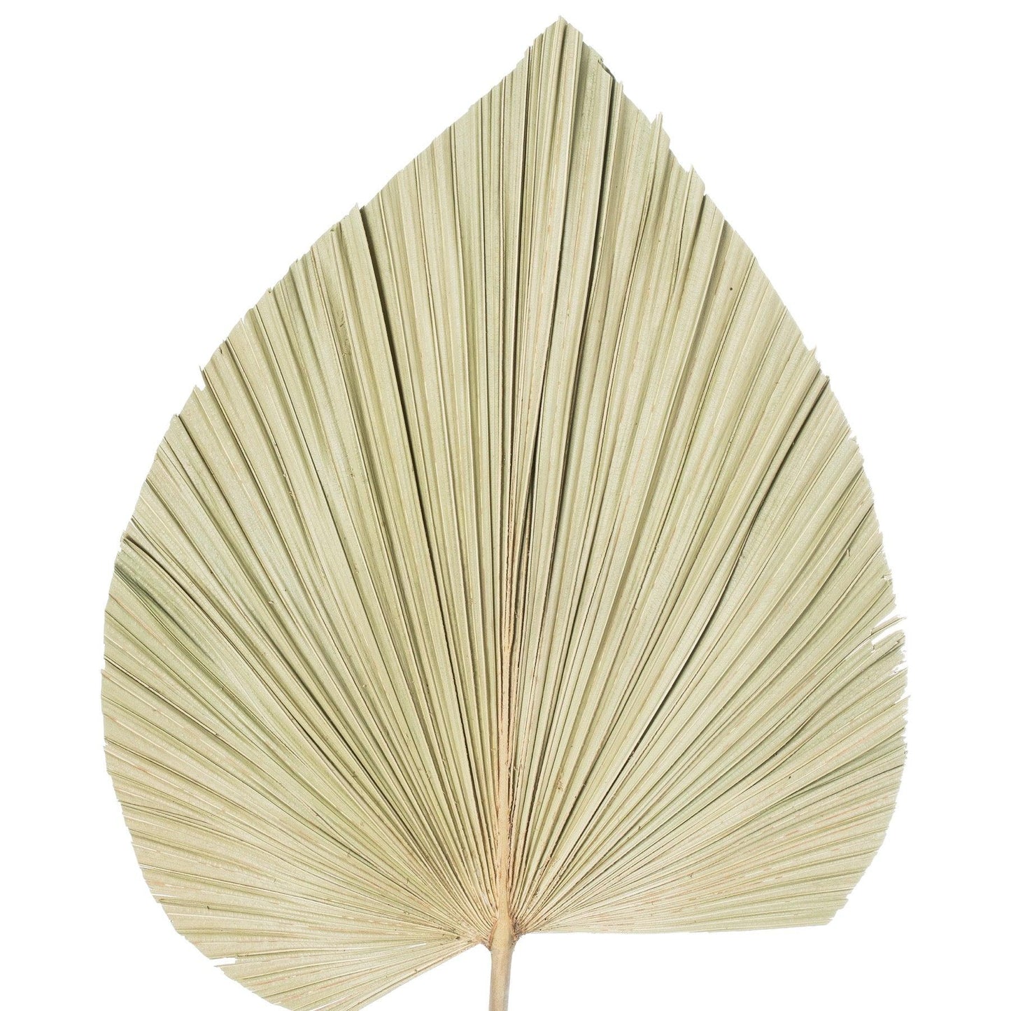 Dried Natural Fan Palm - Eudemonia Home Goods