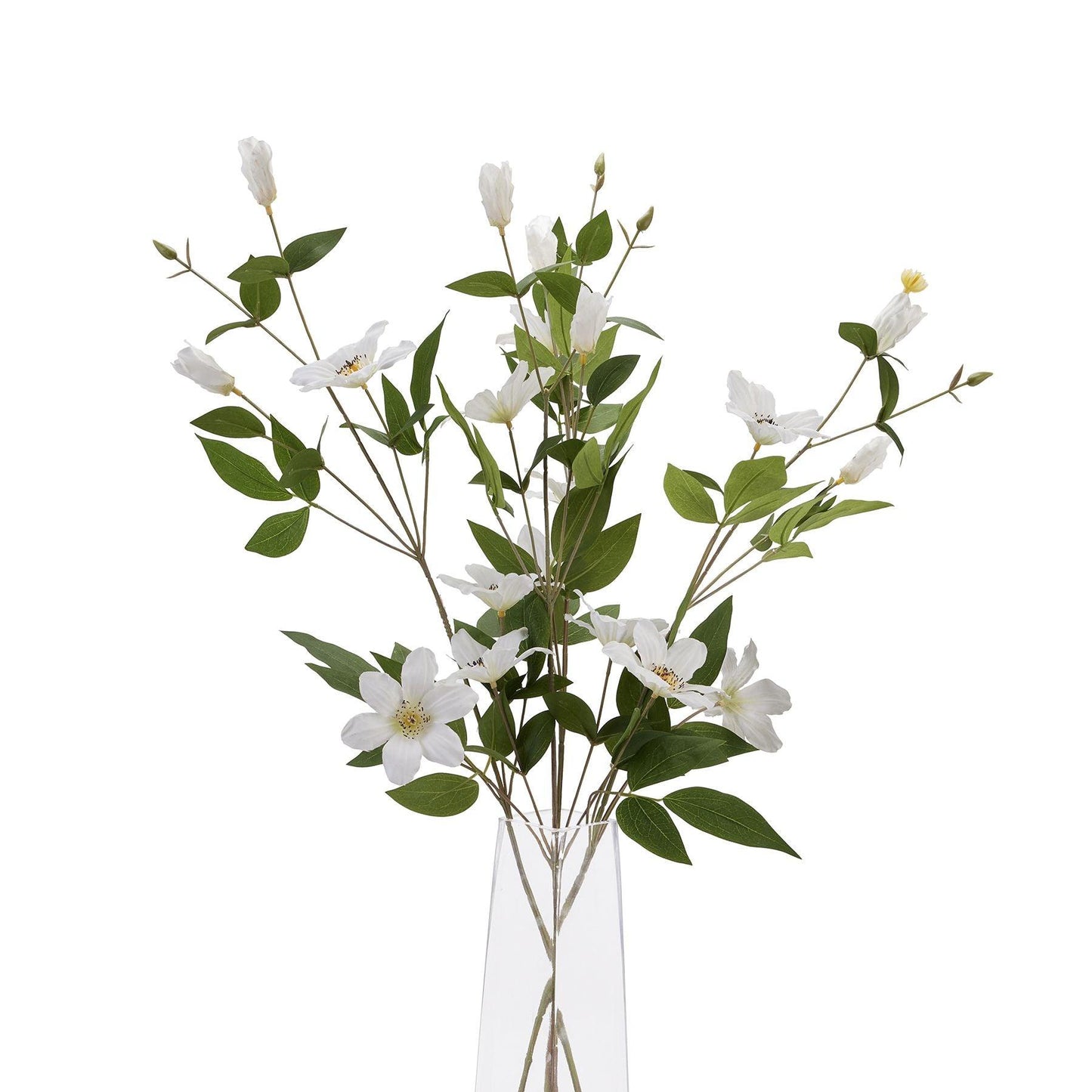 White Florida Clematis - Eudemonia Home Goods
