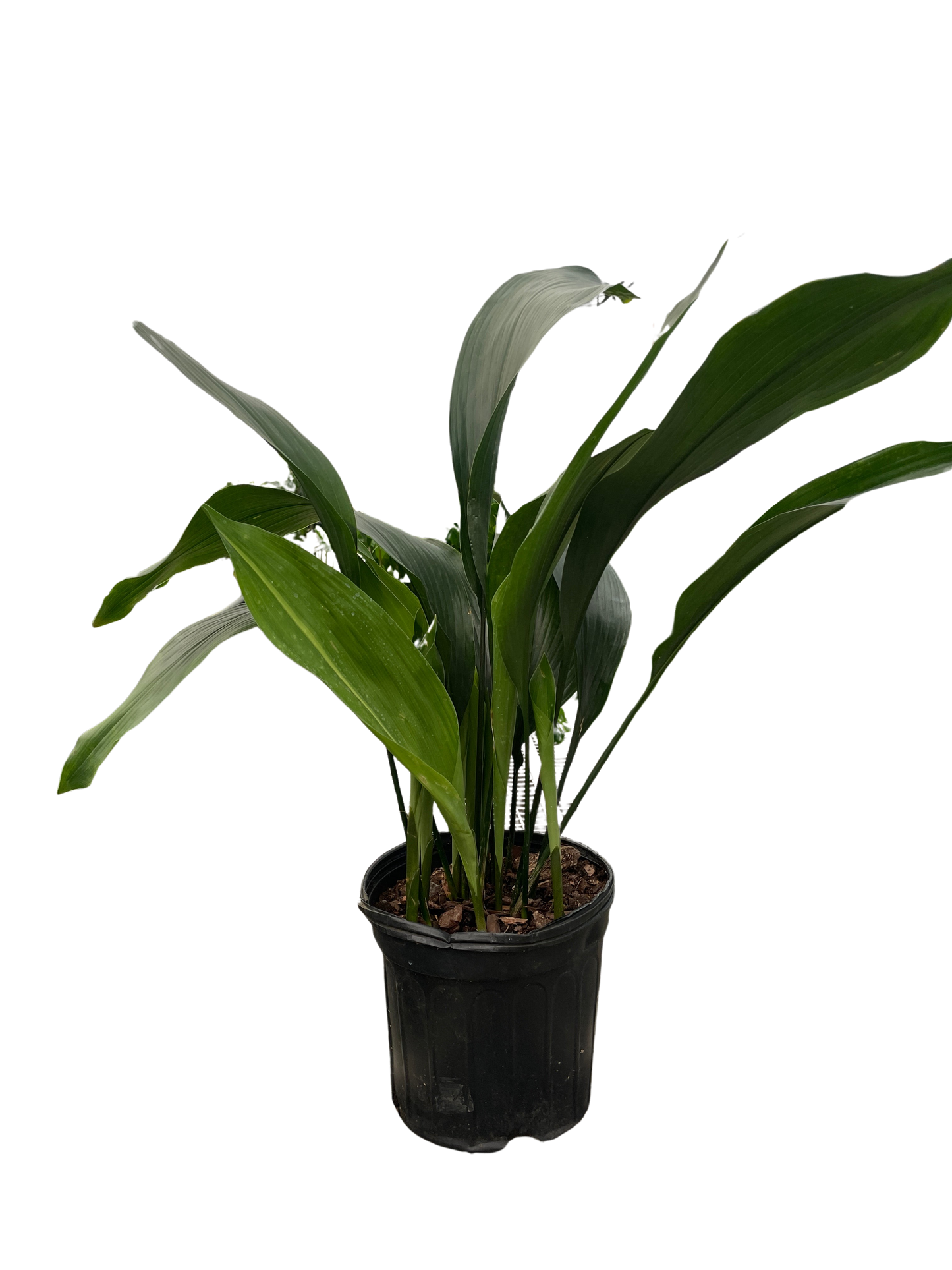 Aspidistra 'Cast Iron'