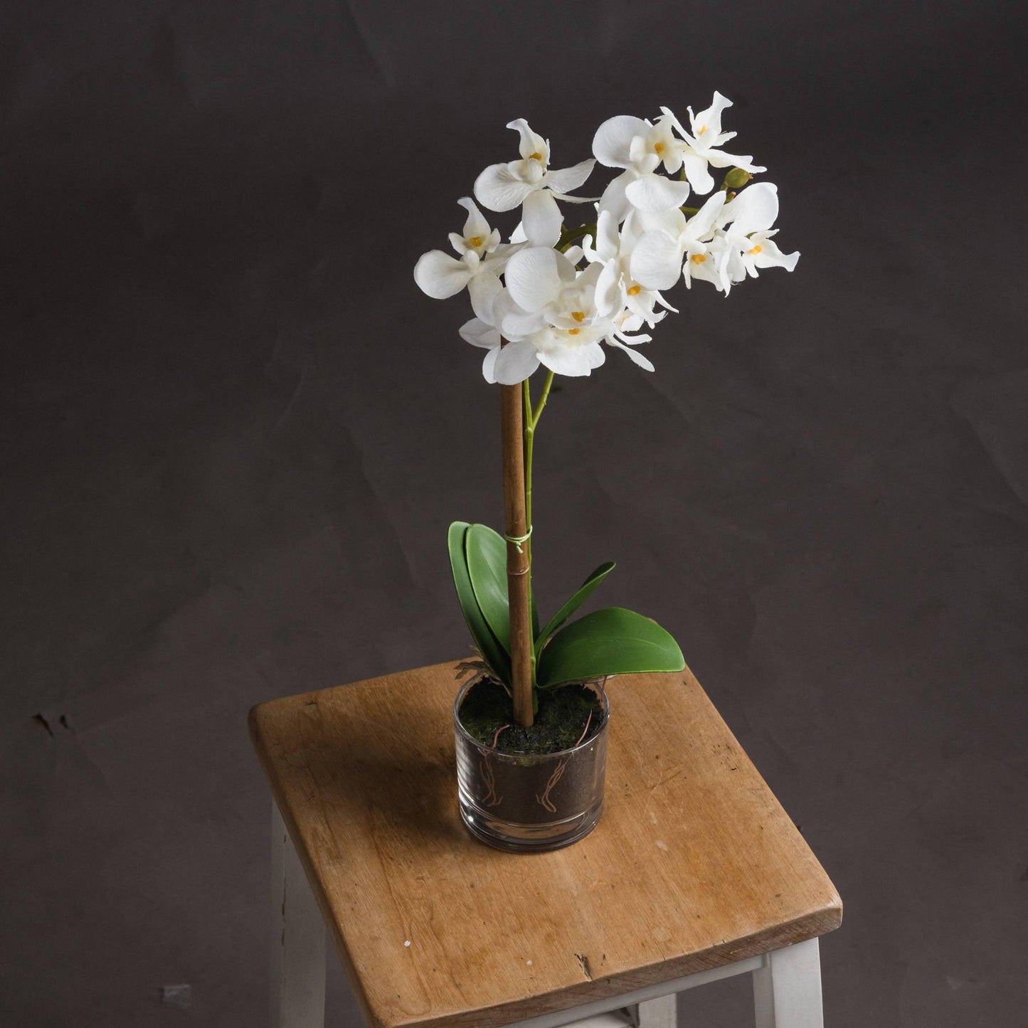 Harmony White Potted Orchid - Eudemonia Home Goods