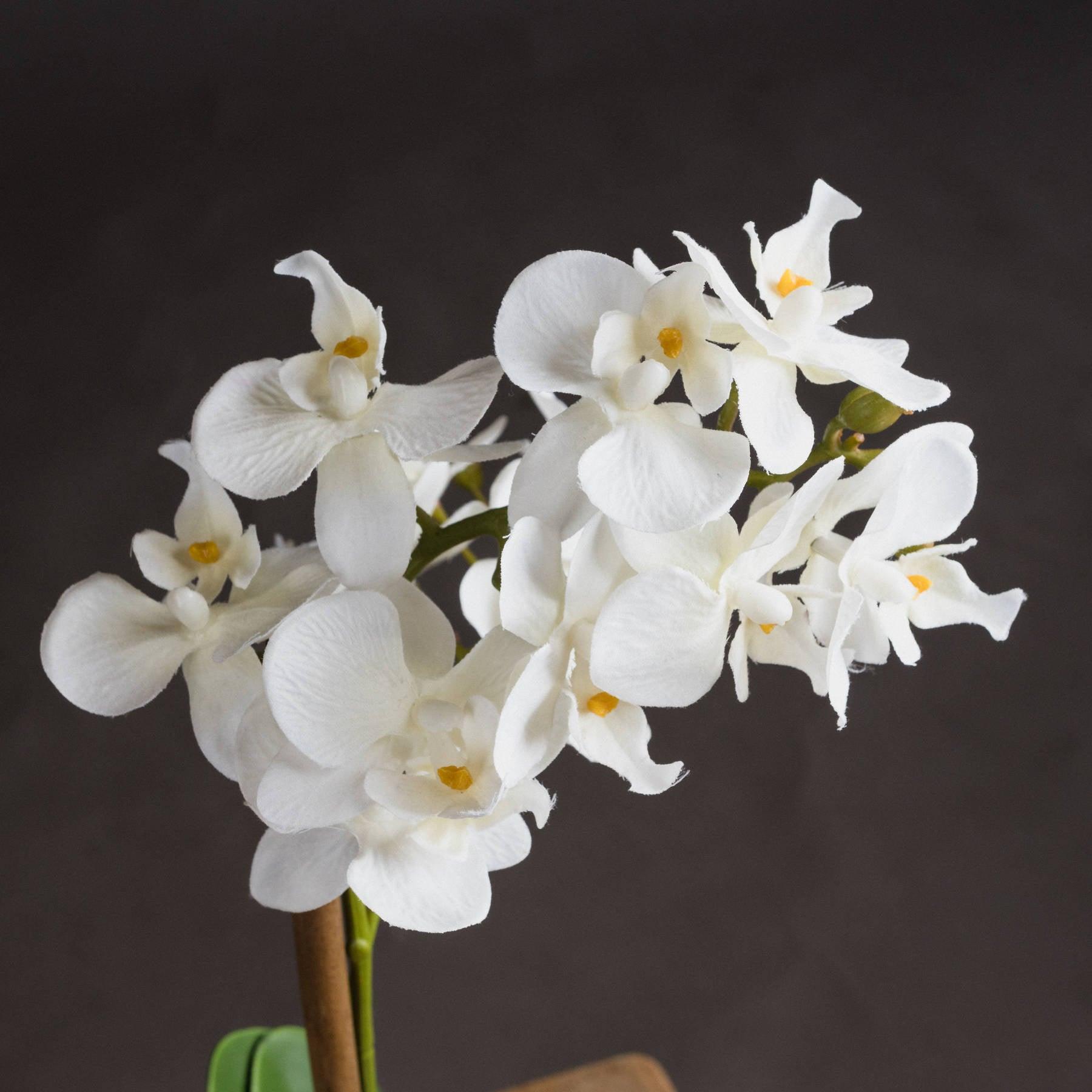 Harmony White Potted Orchid - Eudemonia Home Goods