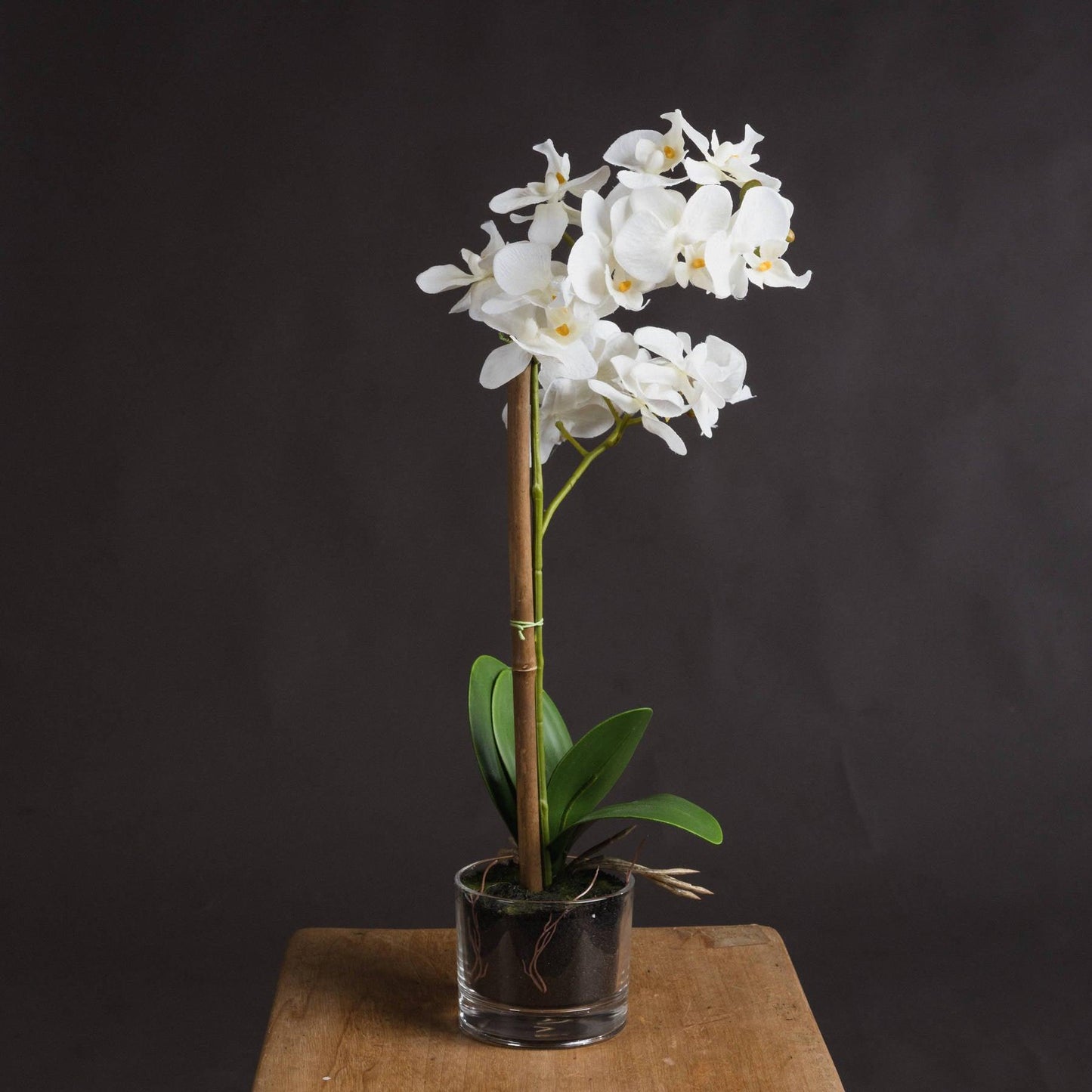 Harmony White Potted Orchid - Eudemonia Home Goods