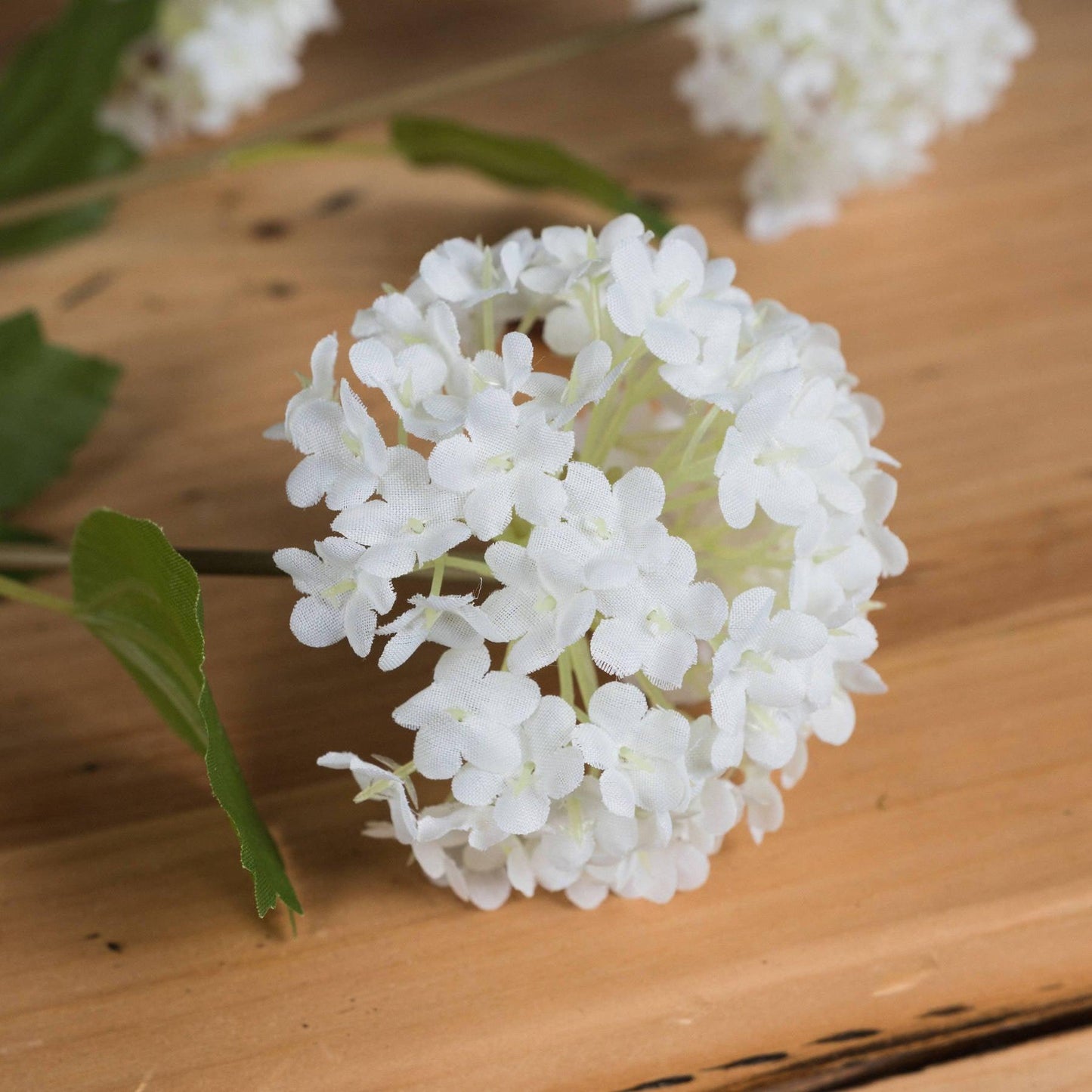 Viburnum Opulus - Eudemonia Home Goods