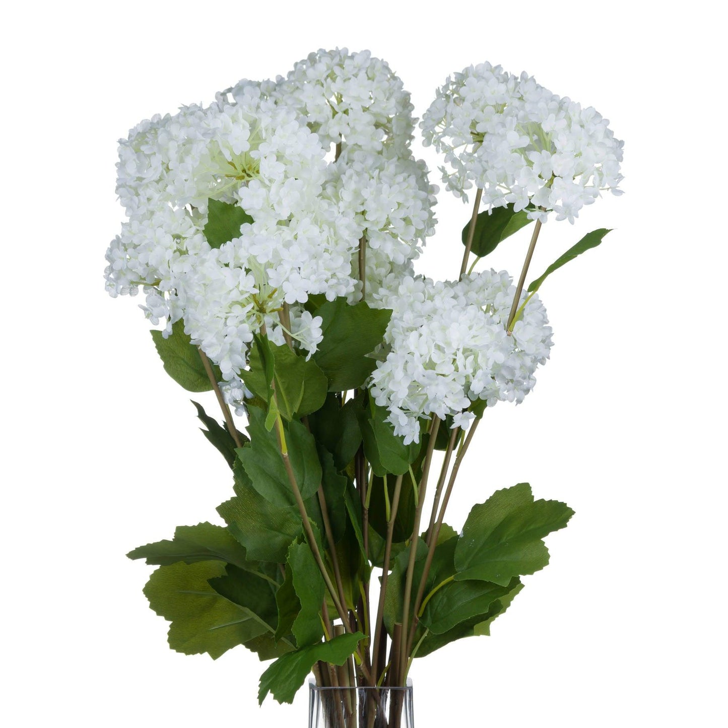 Viburnum Opulus - Eudemonia Home Goods