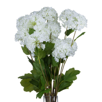 Viburnum Opulus - Eudemonia Home Goods