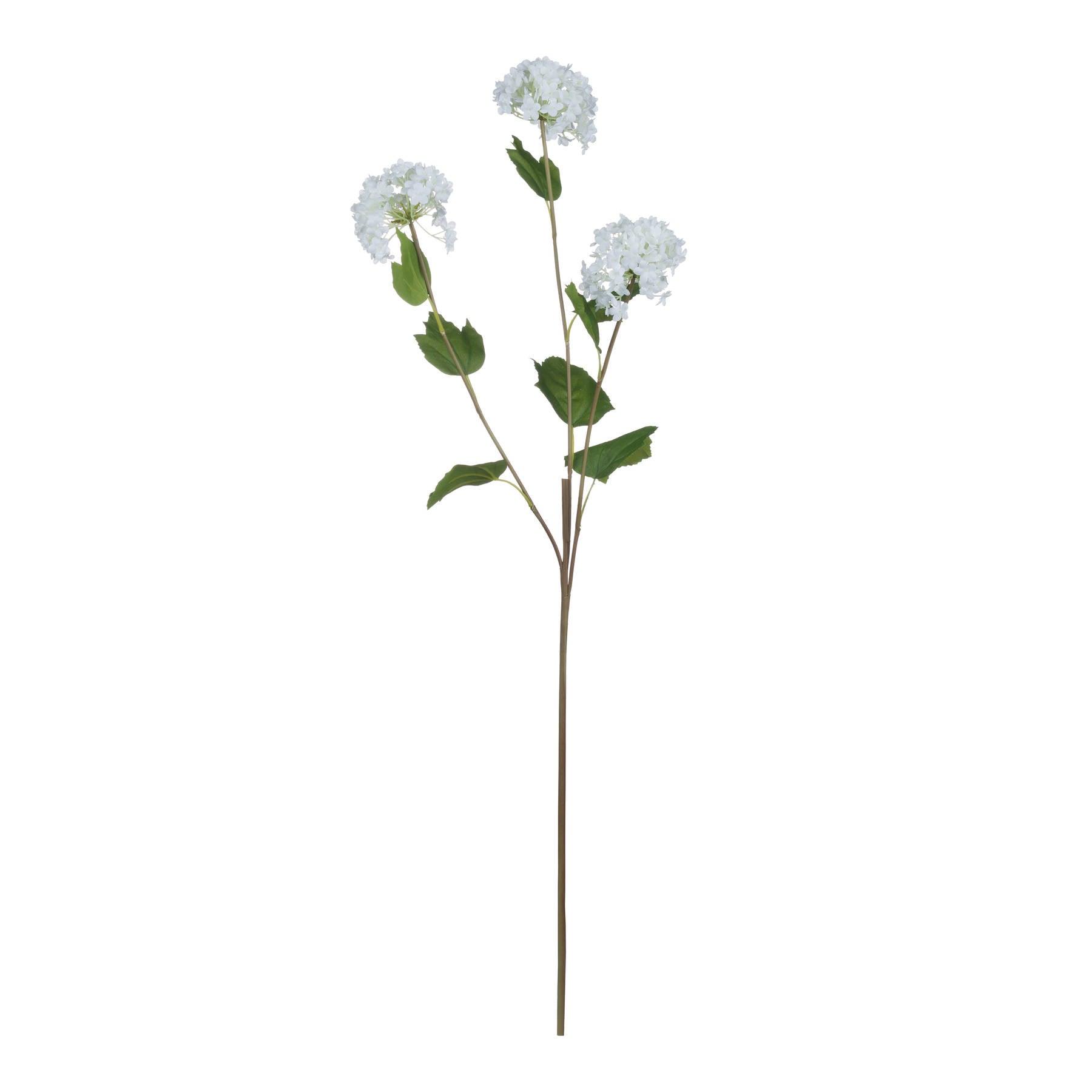 Viburnum Opulus - Eudemonia Home Goods