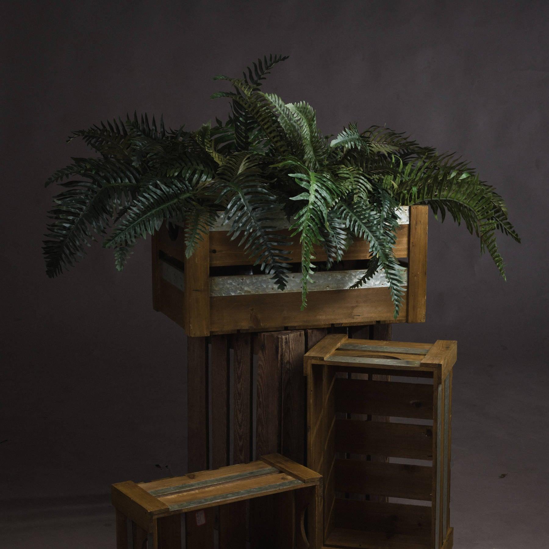 Fern Bunch - Eudemonia Home Goods