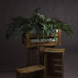 Fern Bunch - Eudemonia Home Goods