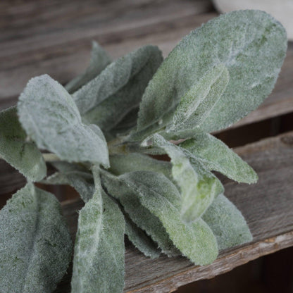 Lambs Ear Spray - Eudemonia Home Goods