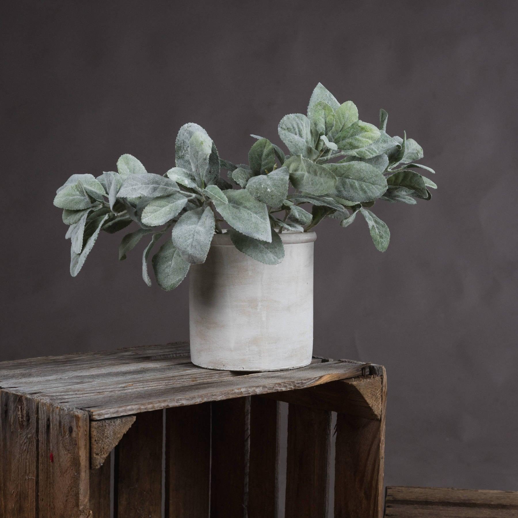 Lambs Ear Spray - Eudemonia Home Goods