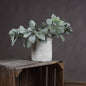 Lambs Ear Spray - Eudemonia Home Goods