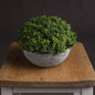Small Hebe Globe Pot - Eudemonia Home Goods