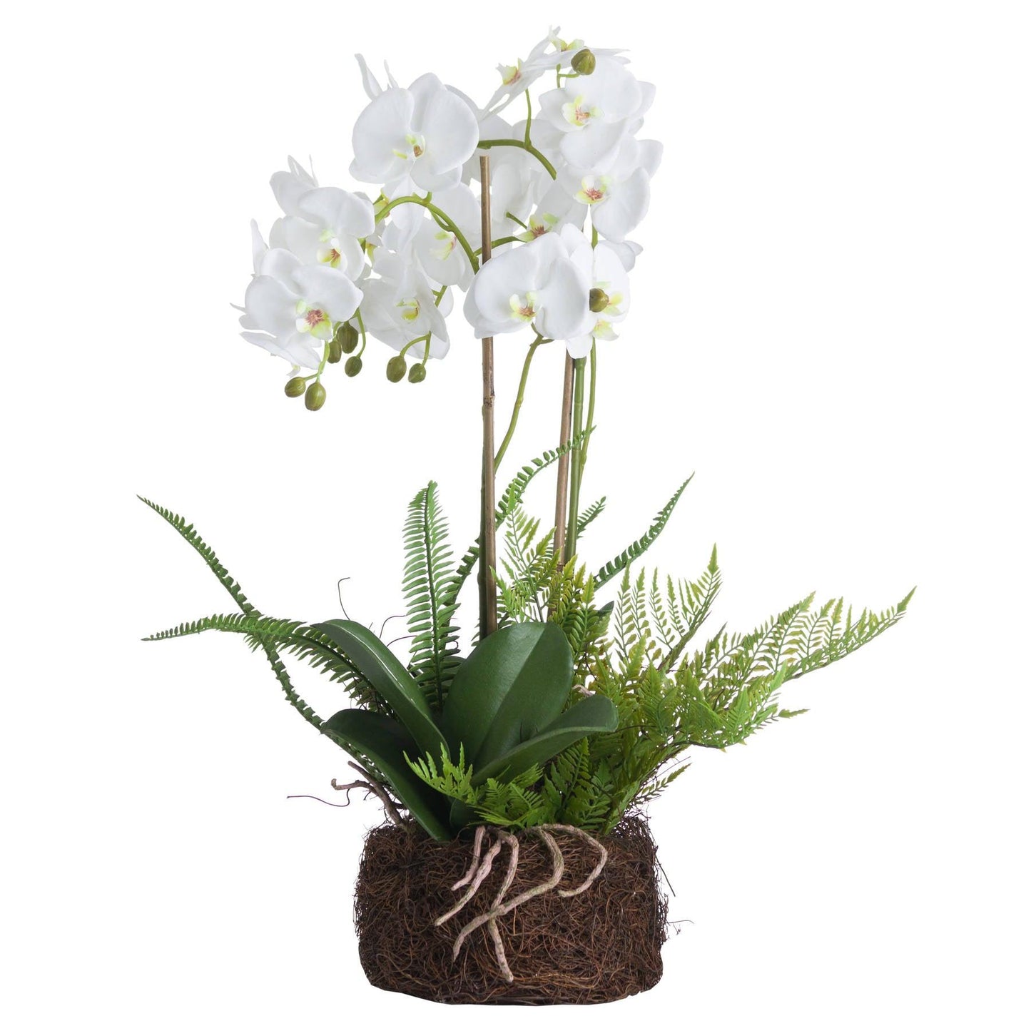 Large White Orchid And Fern Garden In Rootball - Eudemonia Home Goods