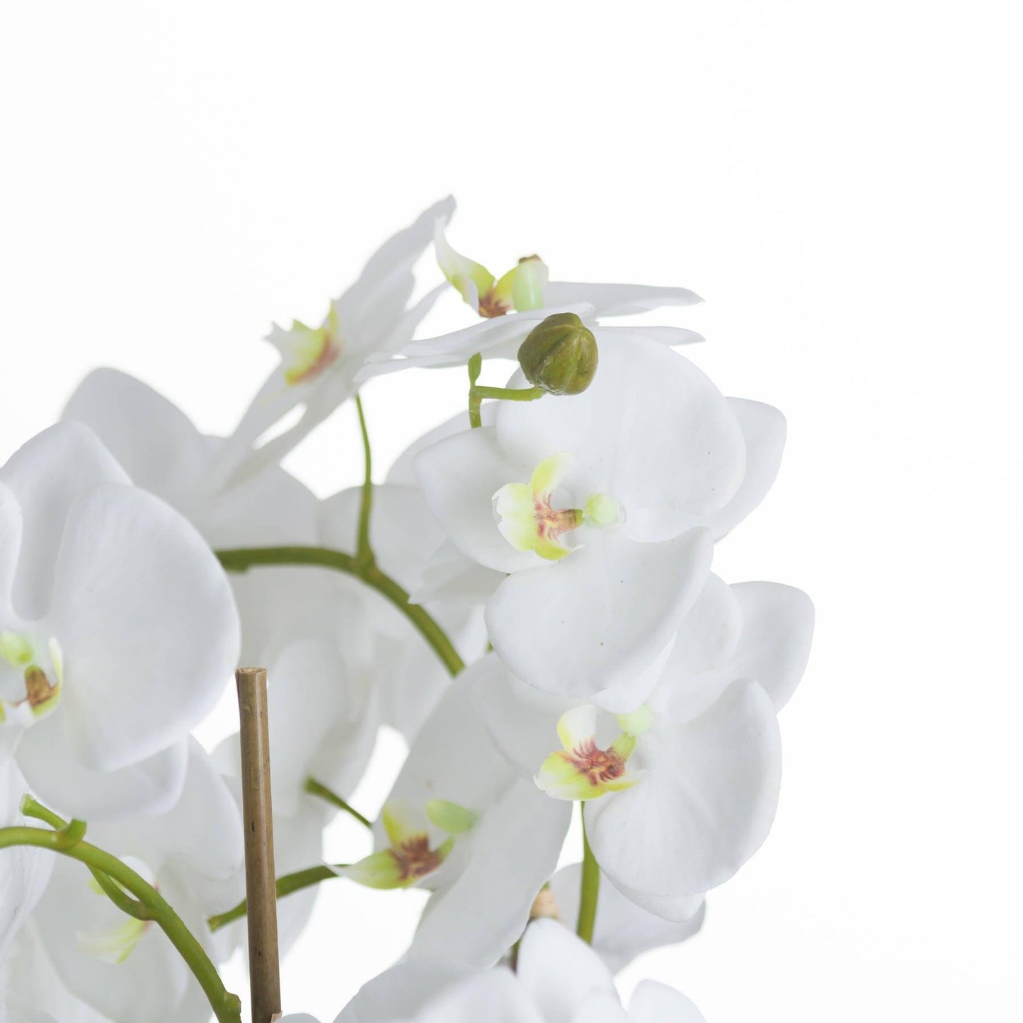 Large White Orchid And Fern Garden In Rootball - Eudemonia Home Goods