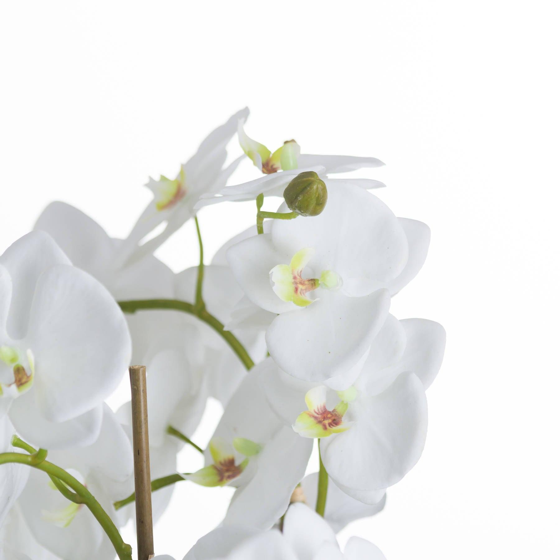 Large White Orchid And Fern Garden In Rootball - Eudemonia Home Goods