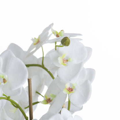 Large White Orchid And Fern Garden In Rootball - Eudemonia Home Goods