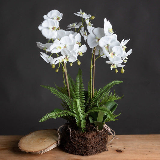 Large White Orchid And Fern Garden In Rootball - Eudemonia Home Goods