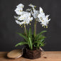 Large White Orchid And Fern Garden In Rootball - Eudemonia Home Goods
