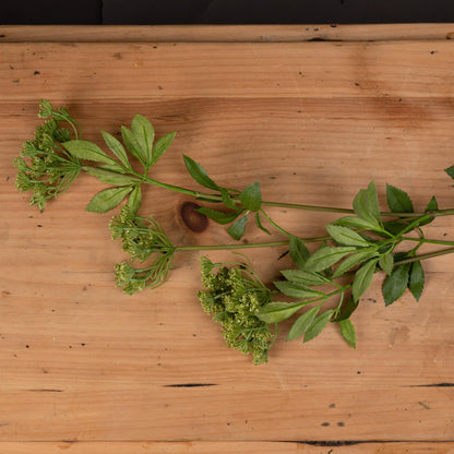 Faux Cow Parsley Ammi - Eudemonia Home Goods