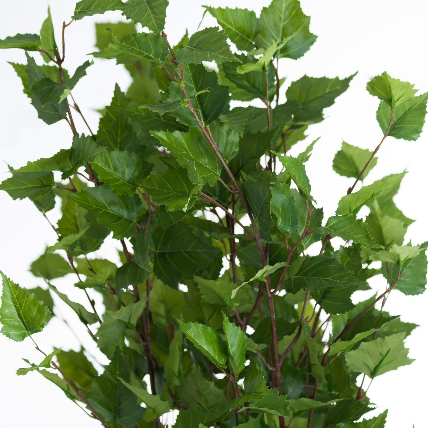 Green Branch Spray - Eudemonia Home Goods
