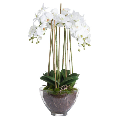 Large White Orchid In Glass Pot - Eudemonia Home Goods