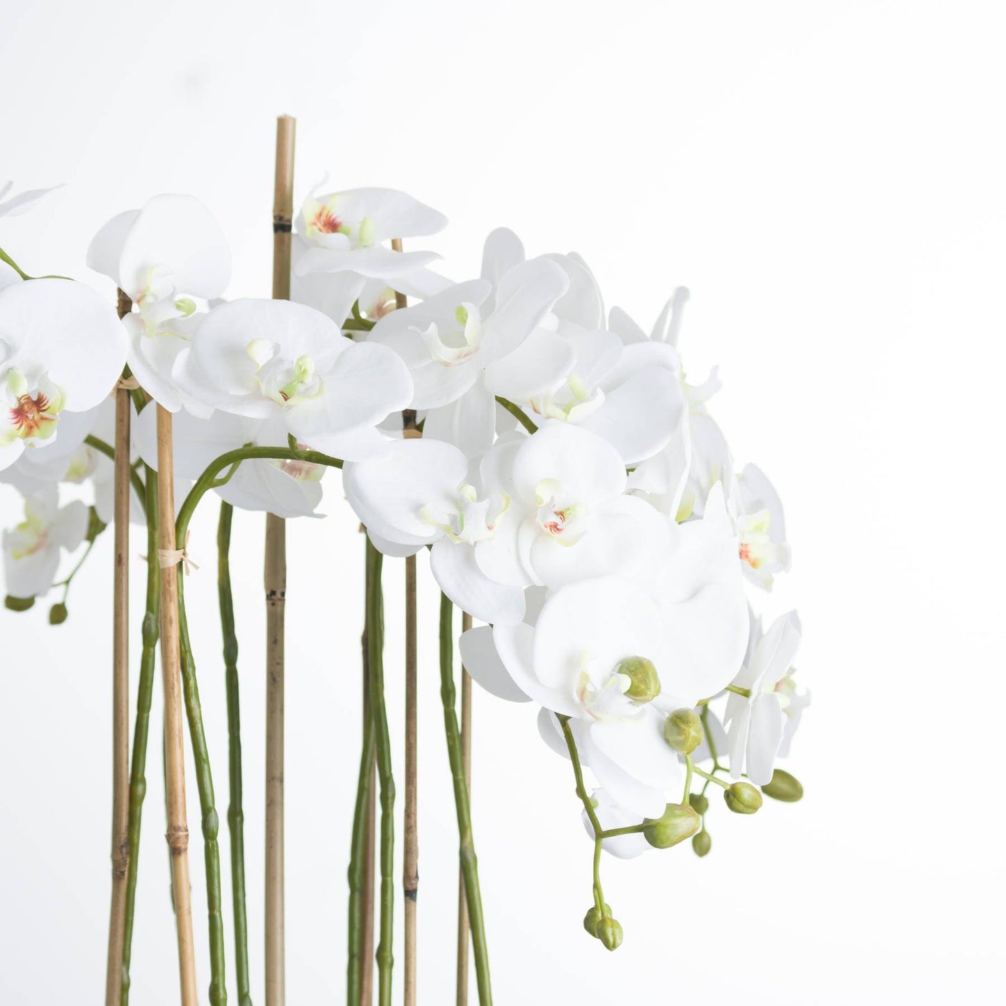 Large White Orchid In Glass Pot - Eudemonia Home Goods