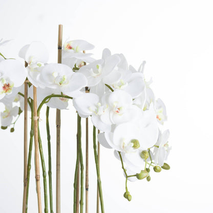 Large White Orchid In Glass Pot - Eudemonia Home Goods