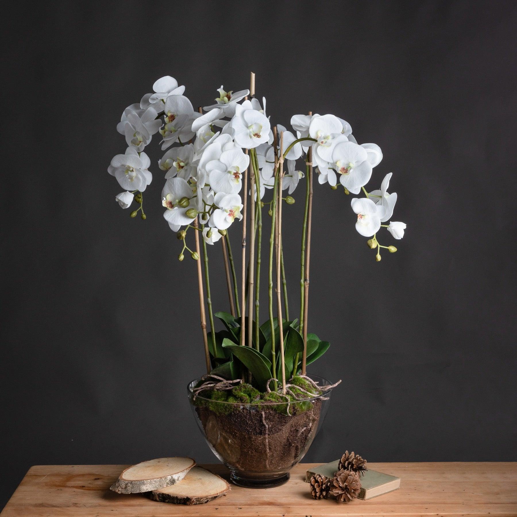 Large White Orchid In Glass Pot - Eudemonia Home Goods
