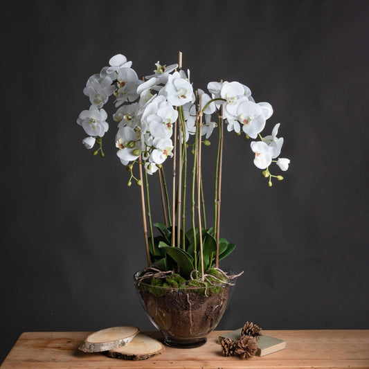 Large White Orchid In Glass Pot - Eudemonia Home Goods