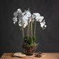 Large White Orchid In Glass Pot - Eudemonia Home Goods