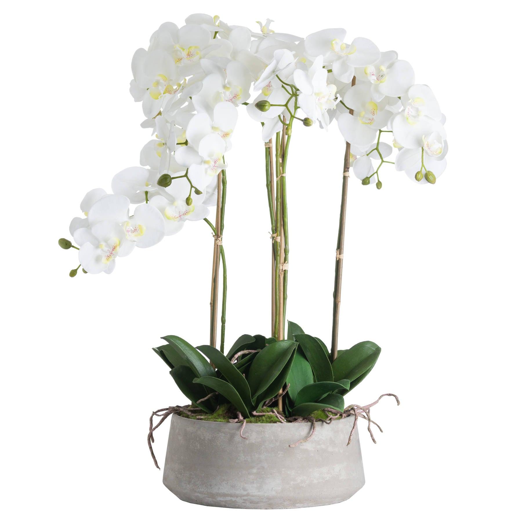 Large White Orchid In Stone Pot - Eudemonia Home Goods