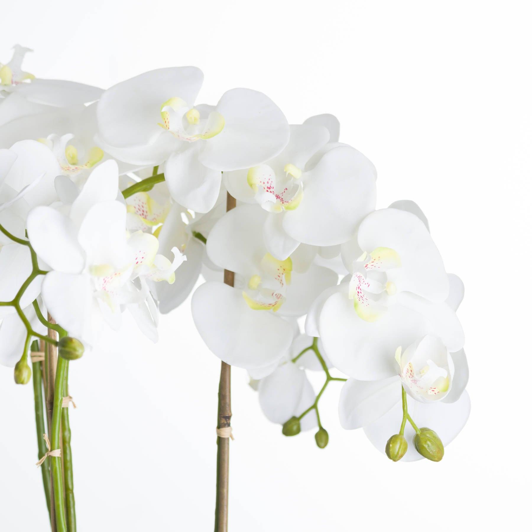 Large White Orchid In Stone Pot - Eudemonia Home Goods