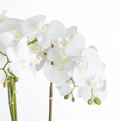 Large White Orchid In Stone Pot - Eudemonia Home Goods