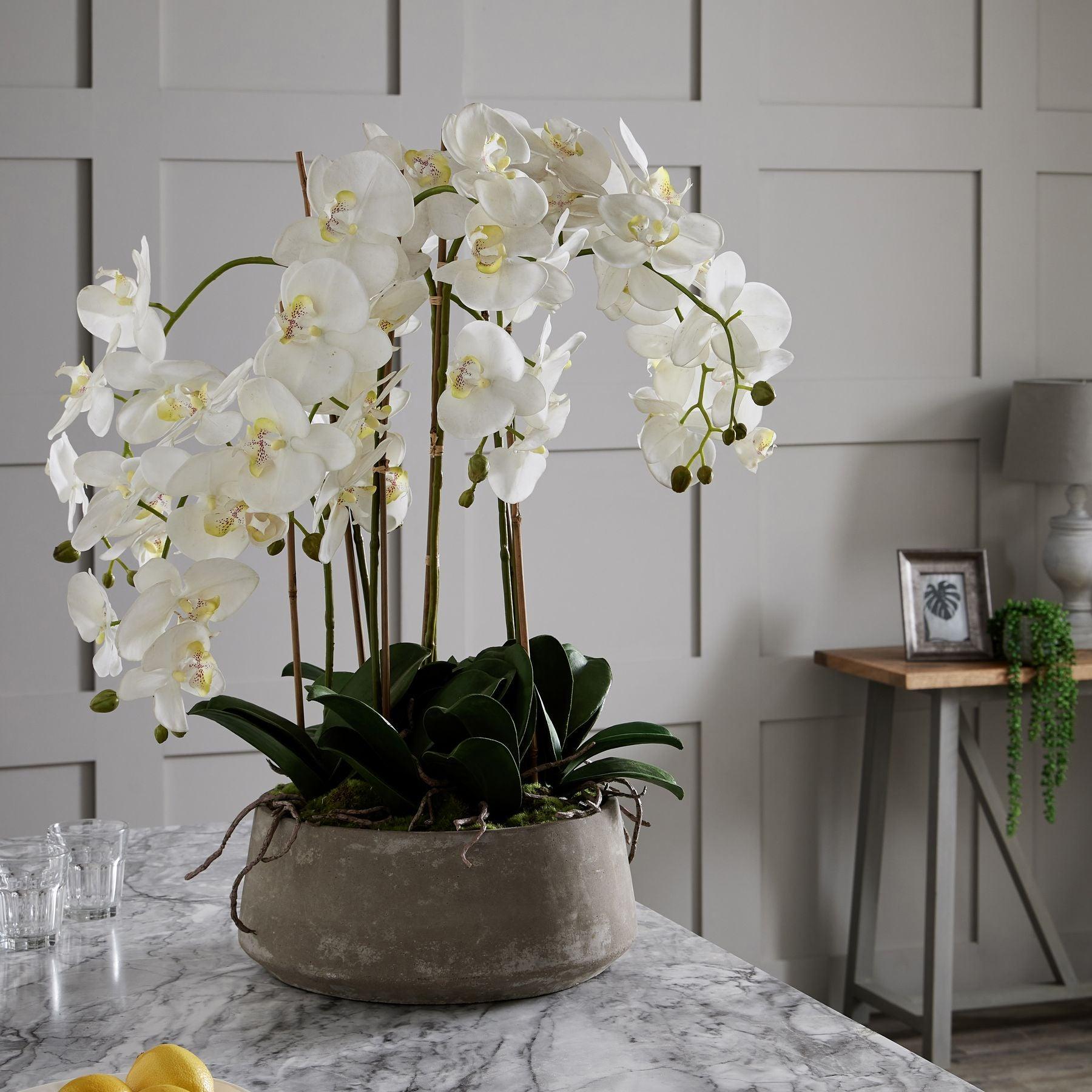 Large White Orchid In Stone Pot - Eudemonia Home Goods