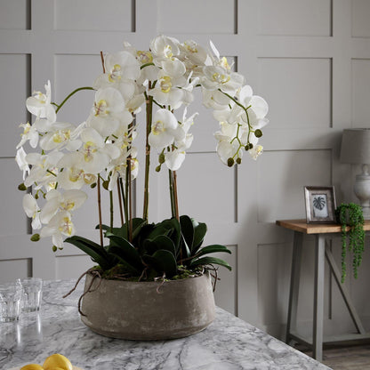 Large White Orchid In Stone Pot - Eudemonia Home Goods