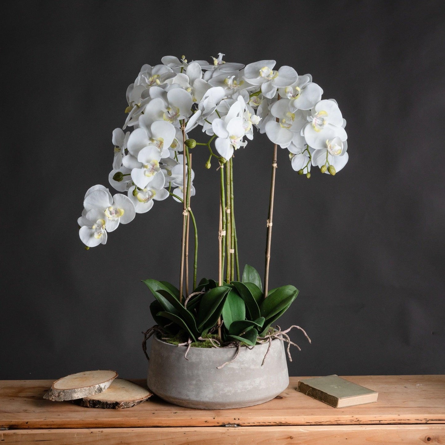 Large White Orchid In Stone Pot - Eudemonia Home Goods