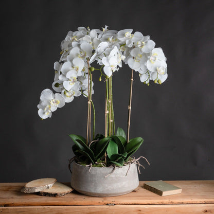 Large White Orchid In Stone Pot - Eudemonia Home Goods