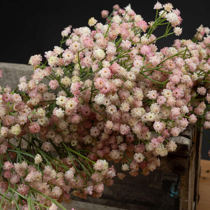 Pink Babys Breath Gypsophilia - Eudemonia Home Goods