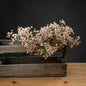 Pink Babys Breath Gypsophilia - Eudemonia Home Goods