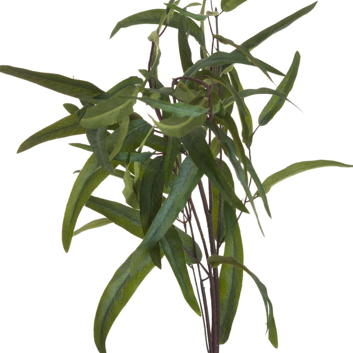 Eucalyptus Nicholii Spray - Eudemonia Home Goods