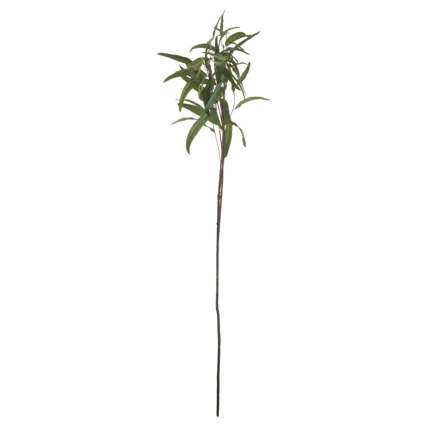 Eucalyptus Nicholii Spray - Eudemonia Home Goods